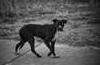 blackdog01