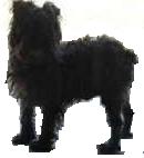 blackdog03