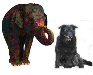 blackdogandelephant