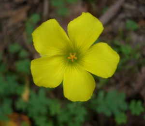 oxalis01