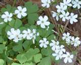 oxalis02