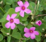 oxalis03