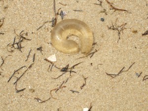 beach11-2-300x225